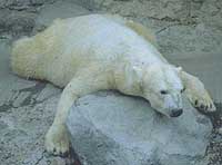 Polar Bear