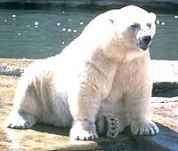 Polar Bear