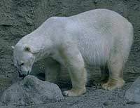 Polar Bear