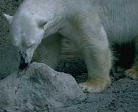 Polar Bear